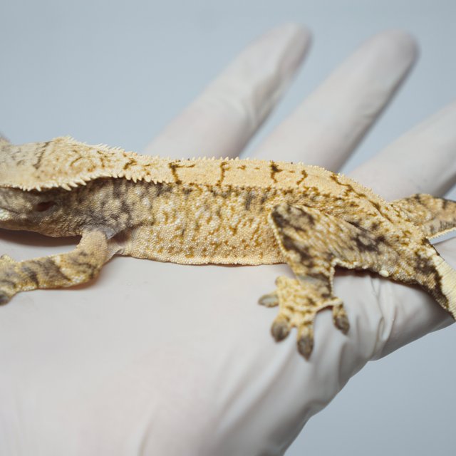 트라이 익스트림할리퀸 화이트스팟