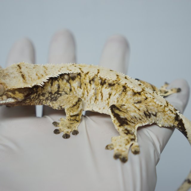 트라이 익스트림할리퀸 화이트스팟 드리피