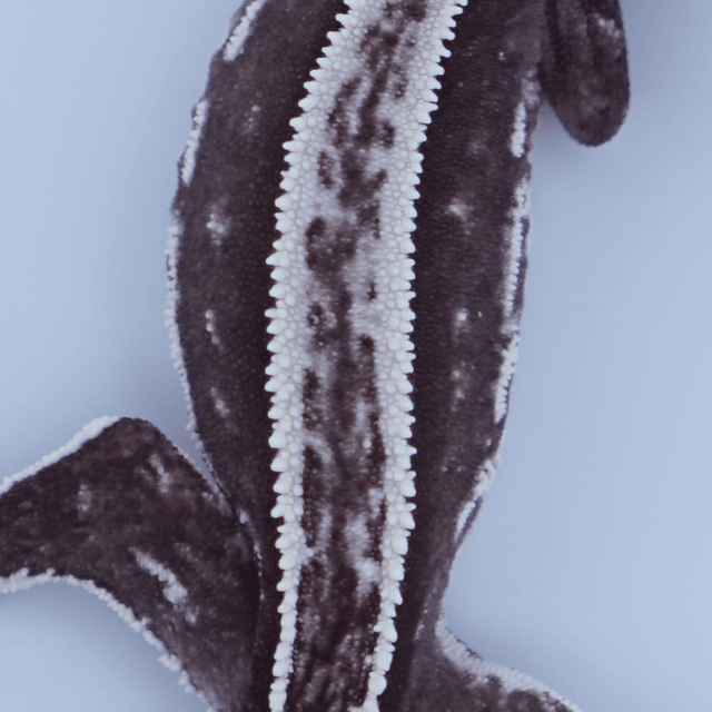 슈퍼스트라이프 아잔틱