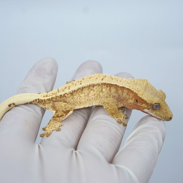 드리피 화이트스팟 노멀