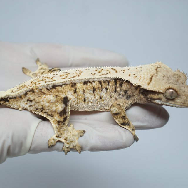 드리피 트라이 익스트림할리퀸 쿼드 화이트스팟