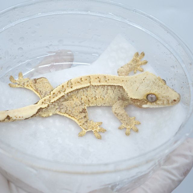 노멀 드리피 화이트스팟