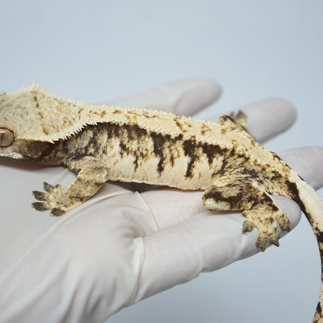 트라이 익스트림할리퀸