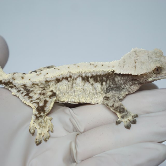 드리피 화이트스팟