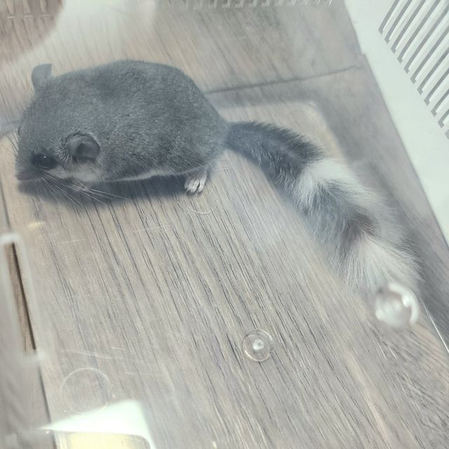 링테일