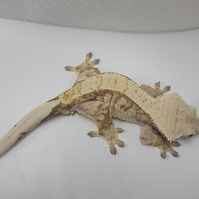 레드 익스트림할리퀸