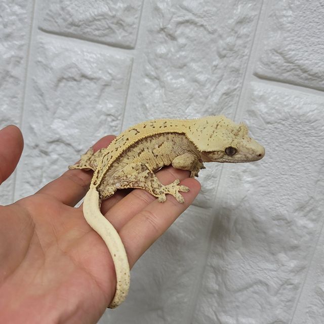 크림시클