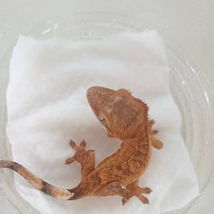 팬텀 벅스킨 옐로우