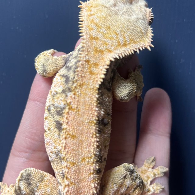 노멀 트라이 익스트림할리퀸 화이트스팟