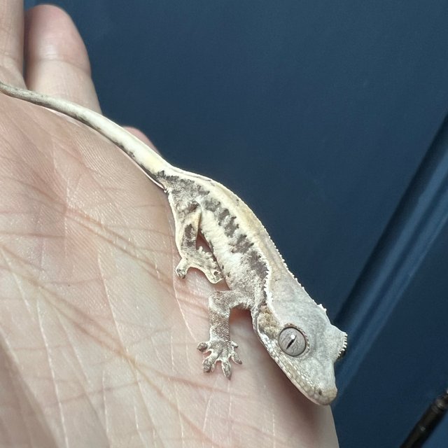 릴리 세이블 화이트스팟