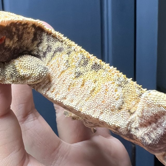 노멀 트라이 익스트림할리퀸 화이트스팟