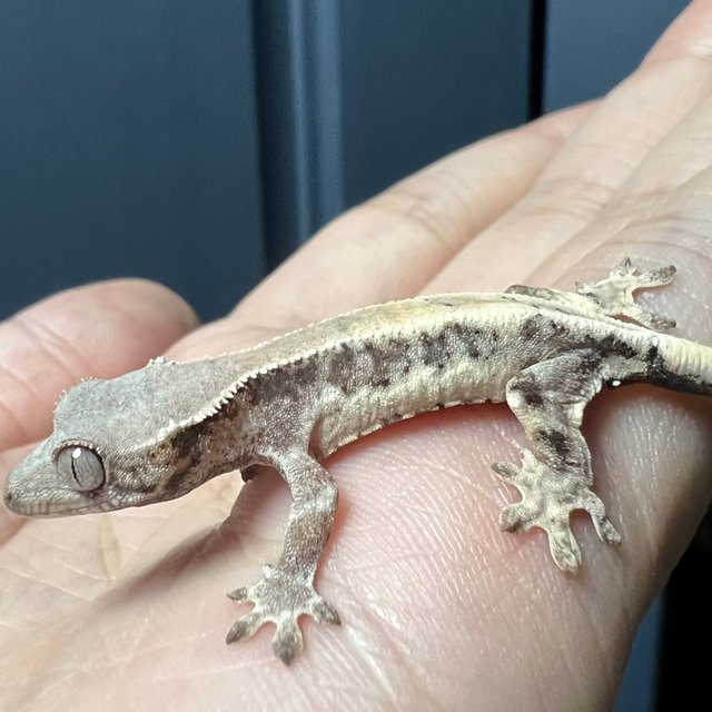 릴리 세이블 화이트스팟