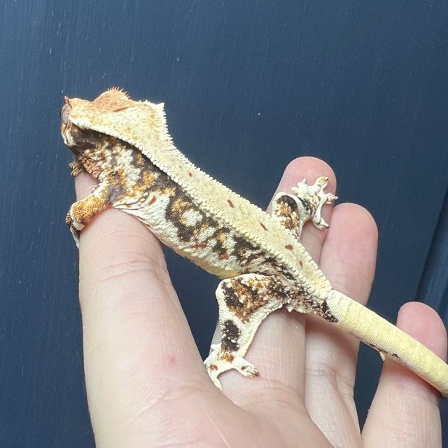 릴리화이트 트라이