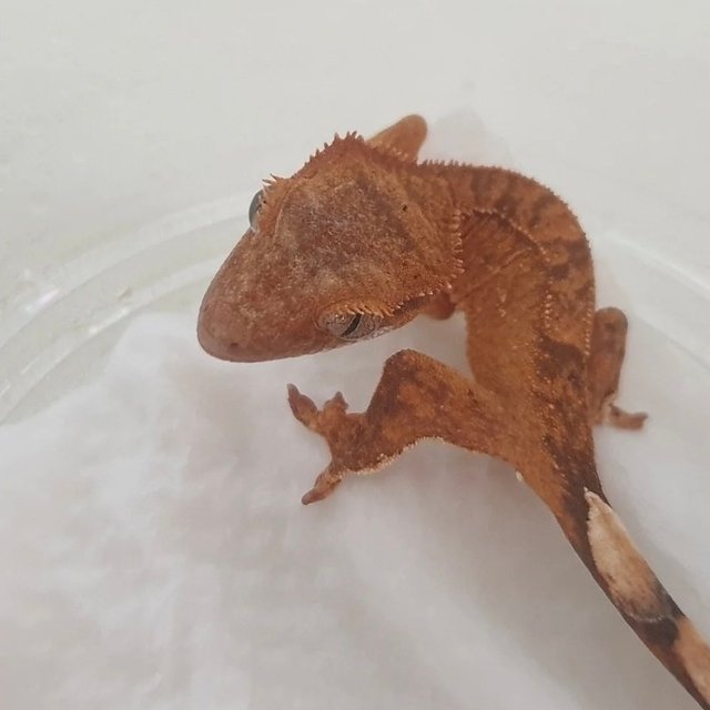 팬텀 벅스킨 옐로우