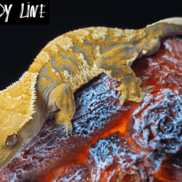 노멀 트라이 익스트림할리퀸