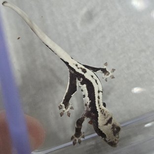 릴잔틱