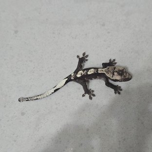 아잔틱