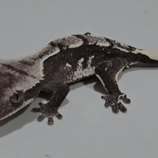 아잔틱