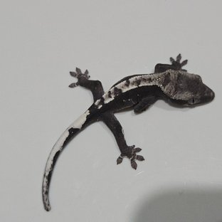 아잔틱