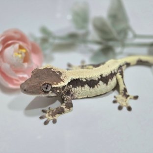 릴리 세이블 100%헷아잔틱