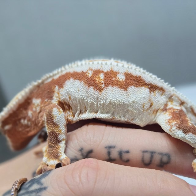 릴리100%헷아잔틱