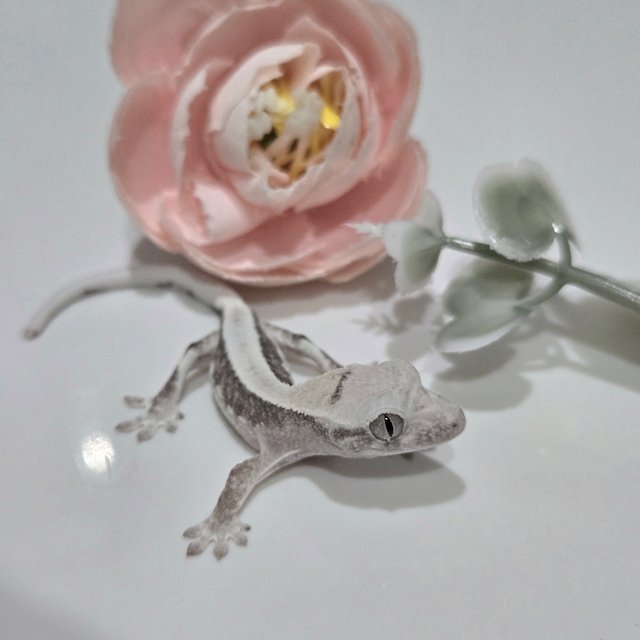 릴잔틱 솔리드백