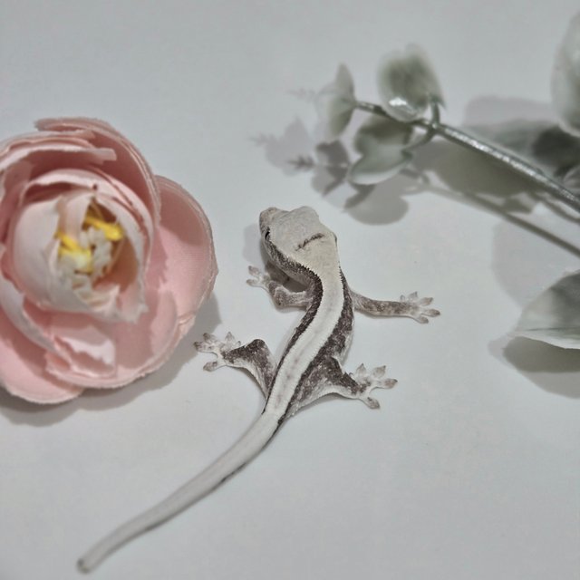 릴잔틱 솔리드백