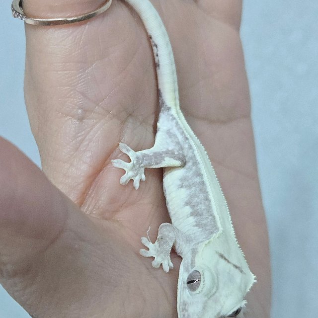 릴잔틱 솔리드백