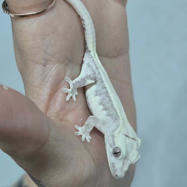 릴잔틱 솔리드백