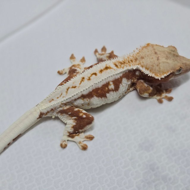 릴리100%헷아잔틱