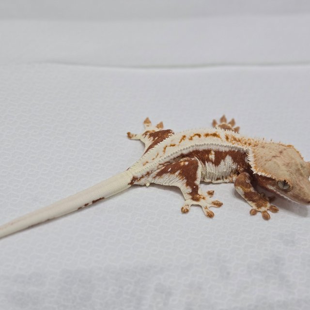 릴리100%헷아잔틱