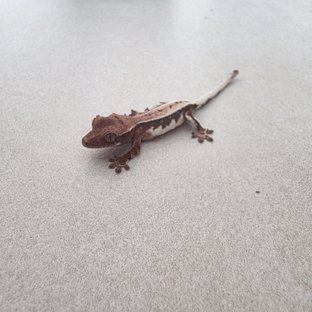 릴리100%헷아잔틱