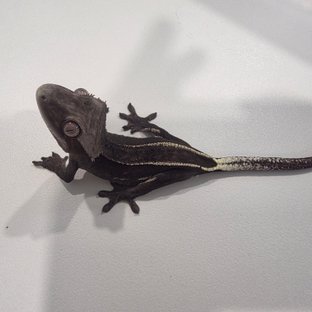 아잔틱