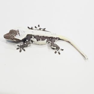 릴잔틱