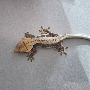 릴리100%헷아잔틱