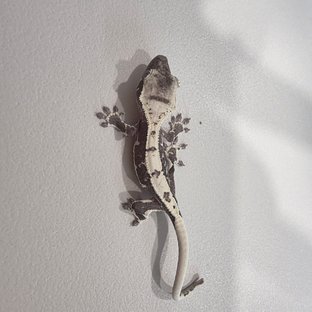 릴잔틱