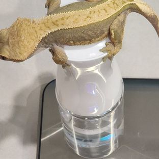 100%헷아잔틱
