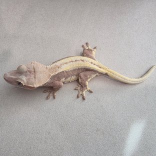 릴리100%헷아잔틱