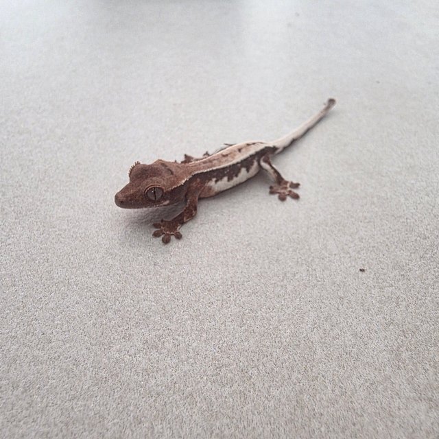 릴리100%헷아잔틱