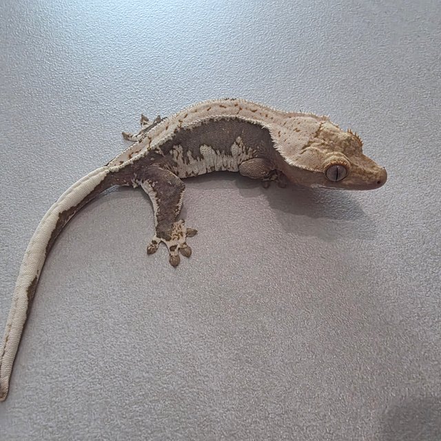 릴리100%헷아잔틱