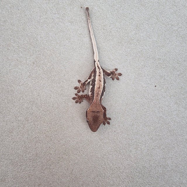 릴리100%헷아잔틱