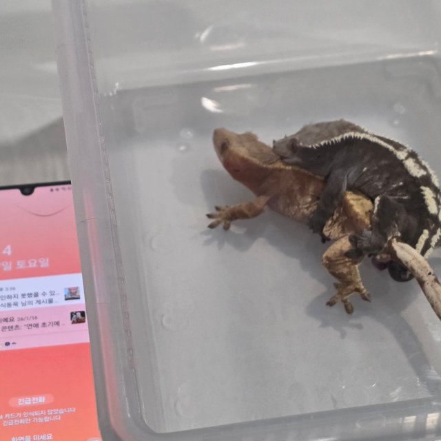 아잔틱 100%헷아잔틱