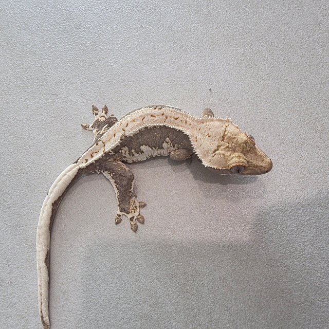 릴리100%헷아잔틱