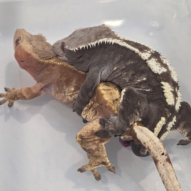 아잔틱 100%헷아잔틱