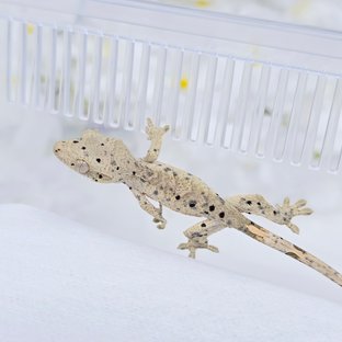 슈퍼달마시안 달마시안