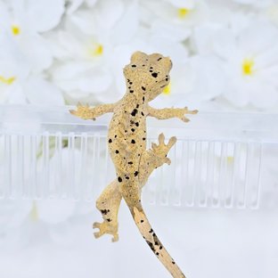 슈퍼달마시안 달마시안