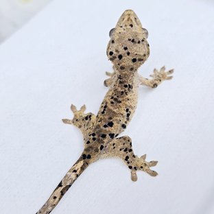 슈퍼달마시안 달마시안