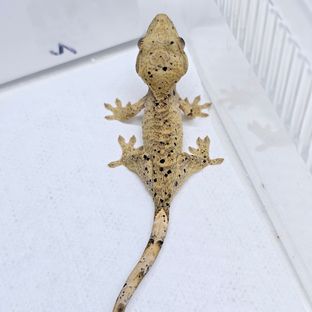 슈퍼달마시안 달마시안