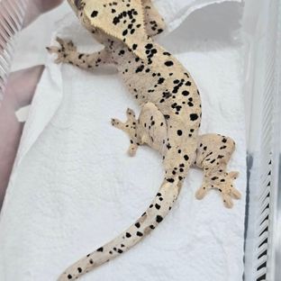 베르