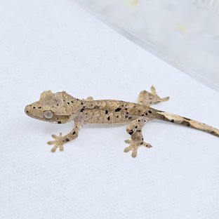 슈퍼달마시안 달마시안